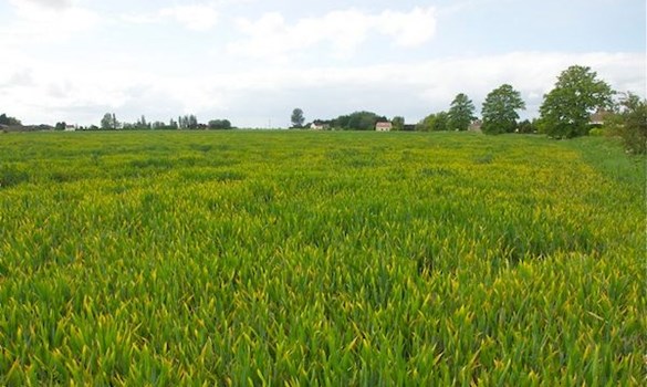 Arable winter barley field, green and lush.